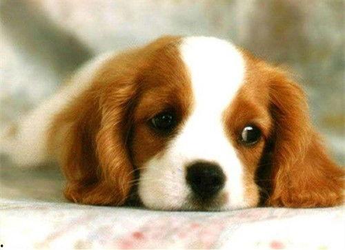 娱乐吃瓜君狗被蜂蜜咬,娱乐吃瓜君的意外“甜蜜”风波